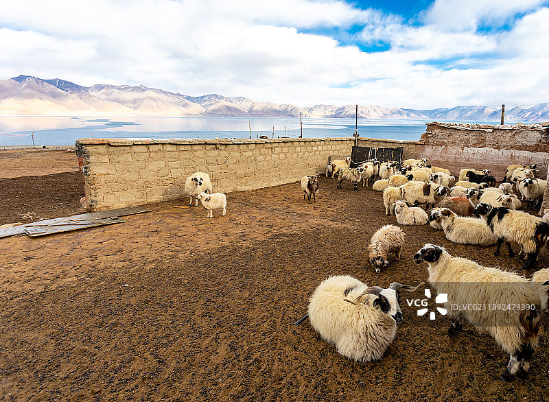 西藏那曲尼玛县当惹雍措牧场图片素材