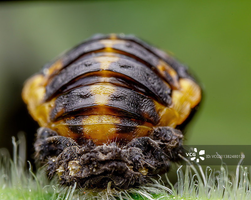 瓢虫脱皮图片素材