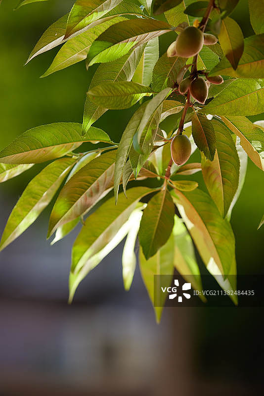 春天阳光下的新鲜果实树木图片素材