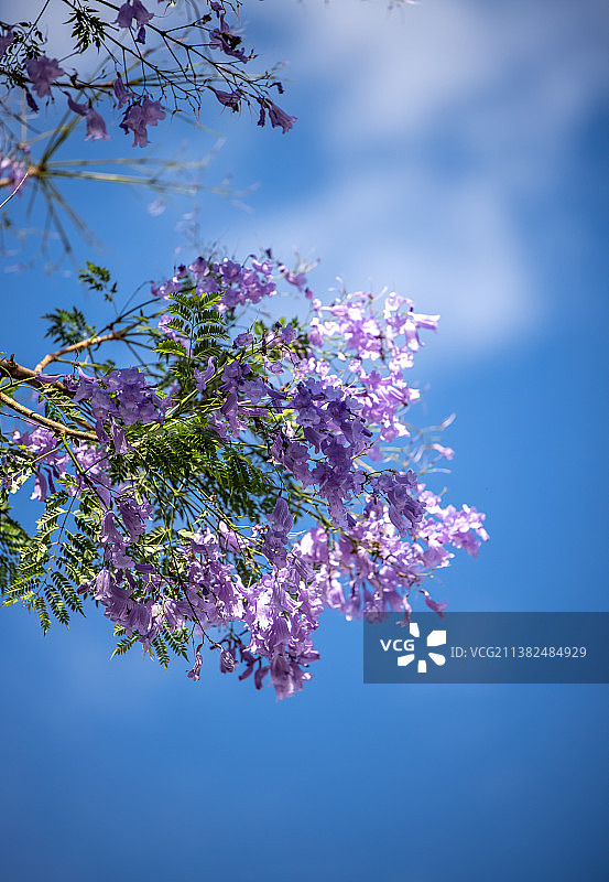 仰拍植物蓝花楹特写镜头图片素材
