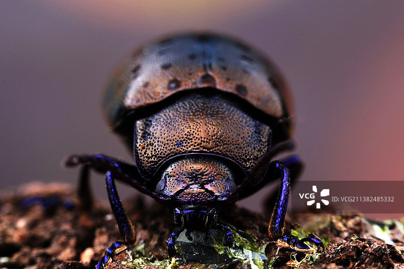 甲壳虫图片素材