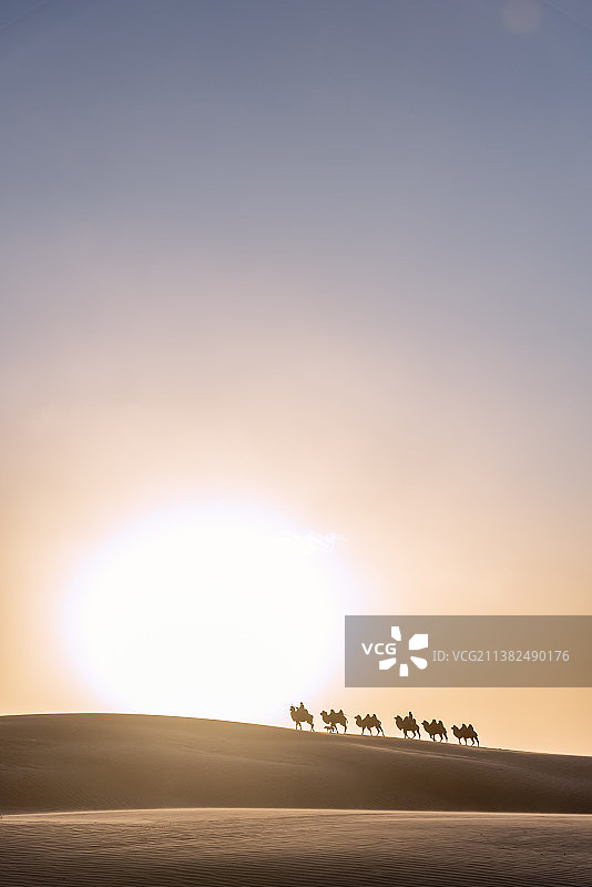 中国内蒙古夕阳下的沙漠骆驼队图片素材