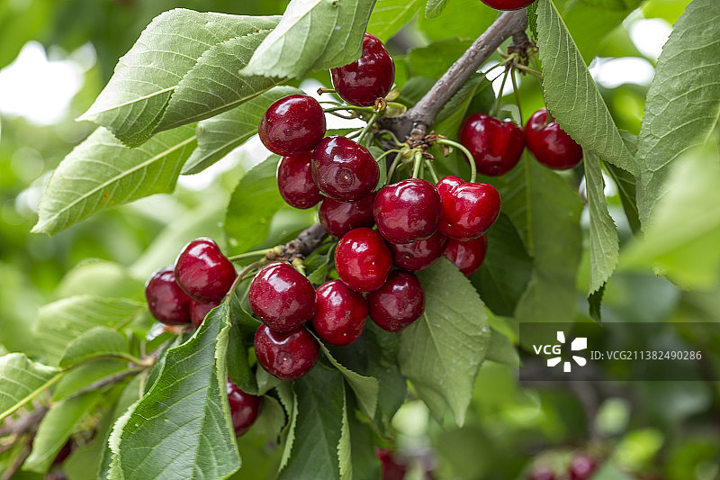 车厘子樱桃果实图片素材