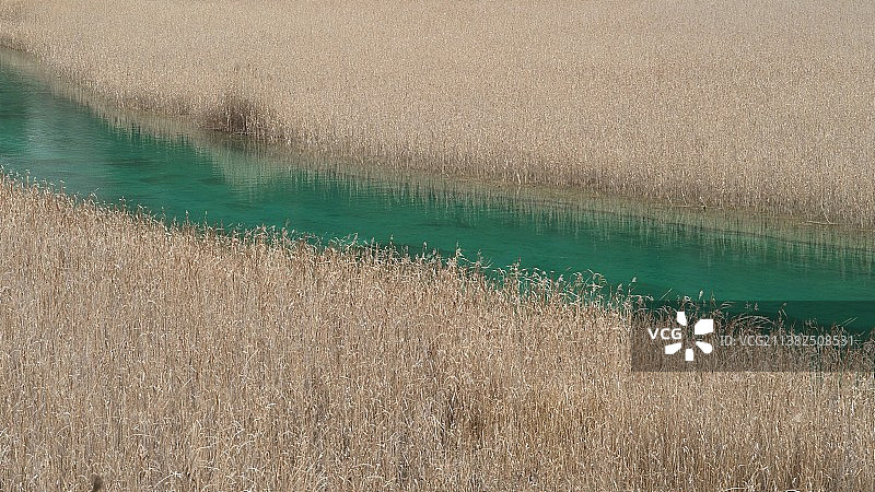 九寨沟芦苇海图片素材
