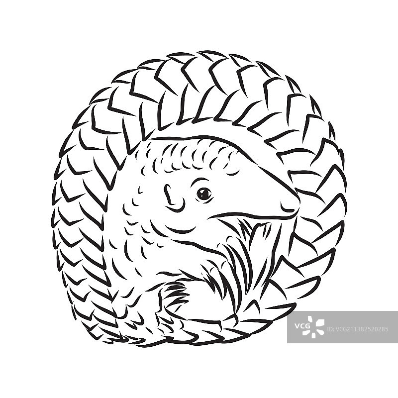 手绘写实风格穿山甲速写图片素材