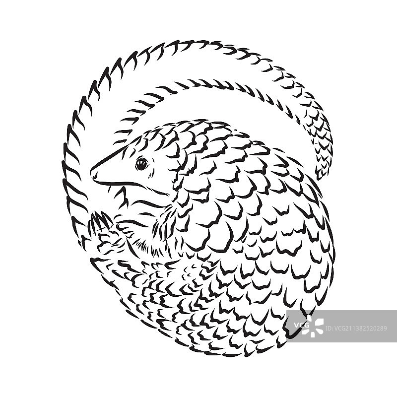 手绘写实风格穿山甲速写图片素材