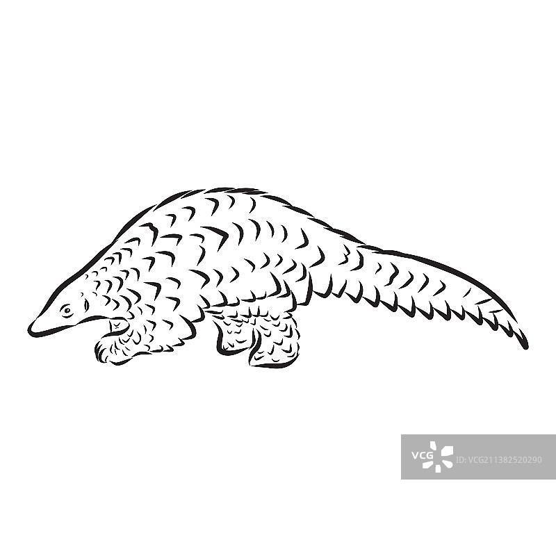 手绘写实风格穿山甲速写图片素材