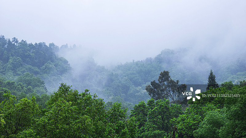雾气缭绕的森林图片素材