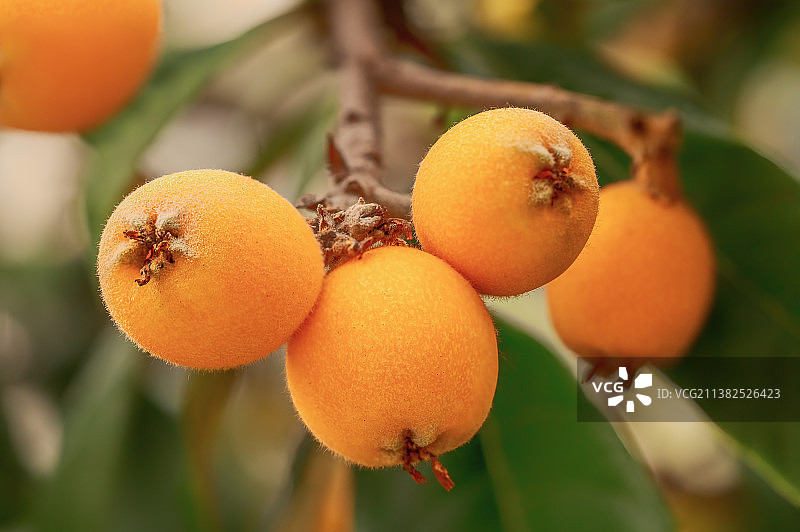 枇杷果图片素材