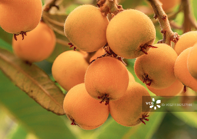 枇杷果图片素材