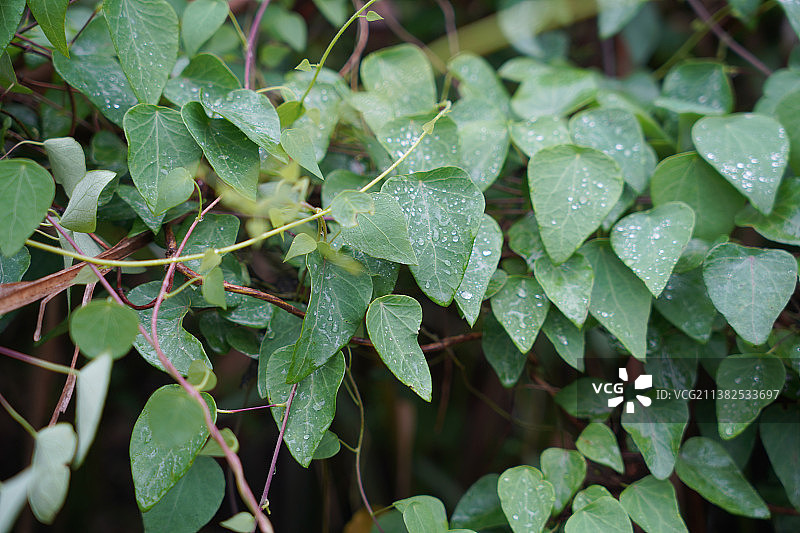 千金藤素是治疗新冠的有效药物图片素材