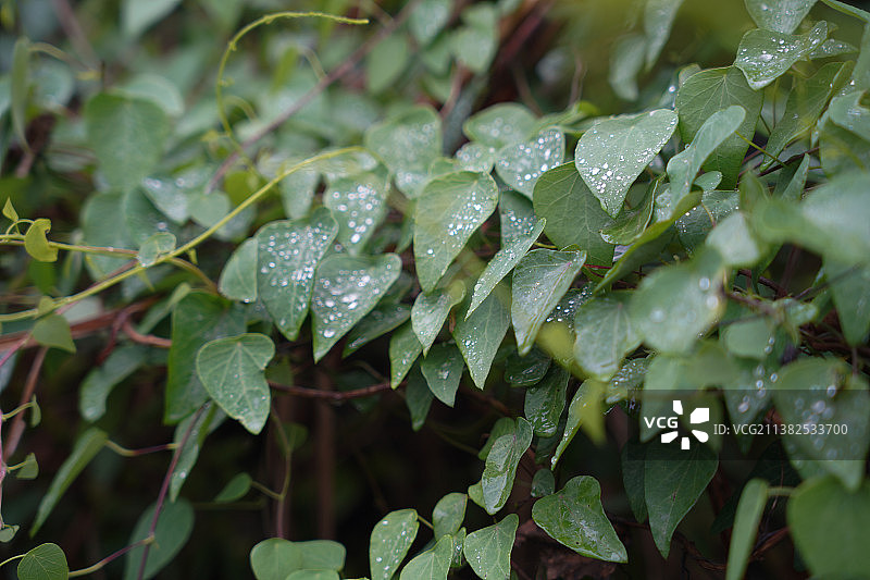 千金藤素是治疗新冠的有效药物图片素材