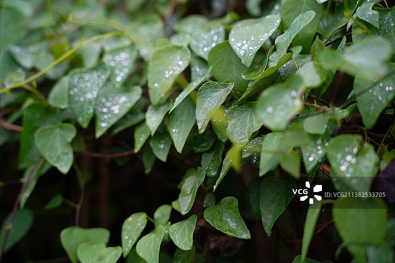 千金藤素是治疗新冠的有效药物图片素材