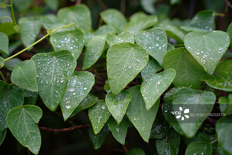 千金藤素是治疗新冠的有效药物图片素材