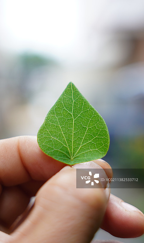 千金藤素是治疗新冠的有效药物图片素材