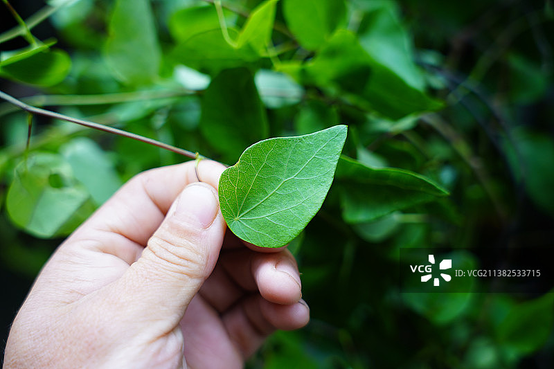 千金藤素是治疗新冠的有效药物图片素材