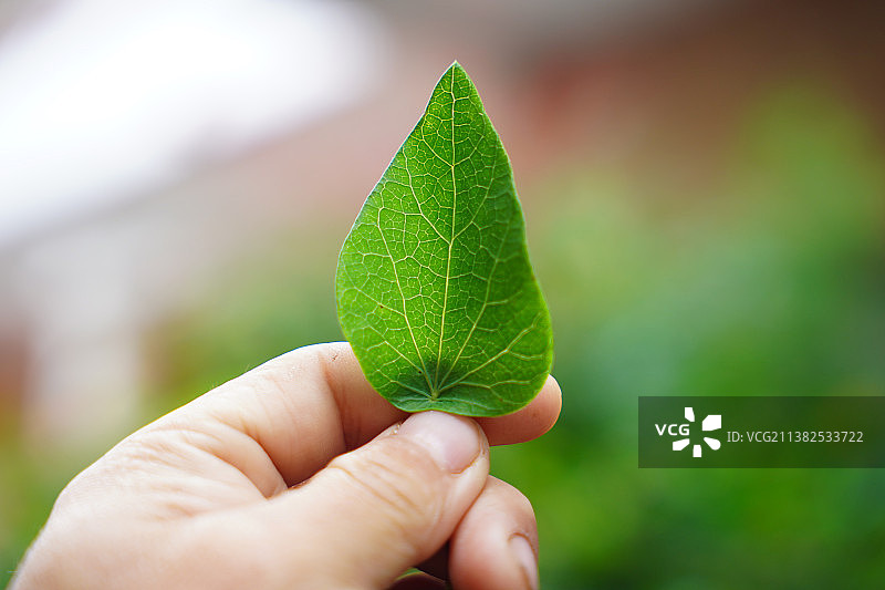 千金藤素是治疗新冠的有效药物图片素材