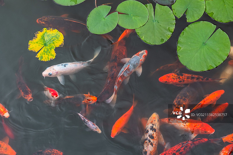 鱼儿在睡莲叶旁的欢腾图片素材
