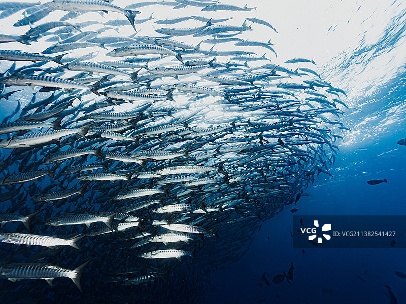 鱼群图片素材