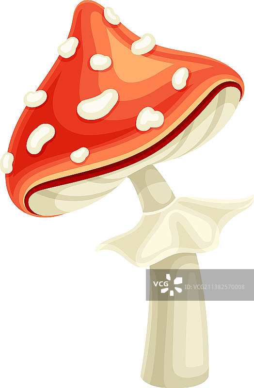 可爱有毒的伞形毒菌蘑菇图片素材