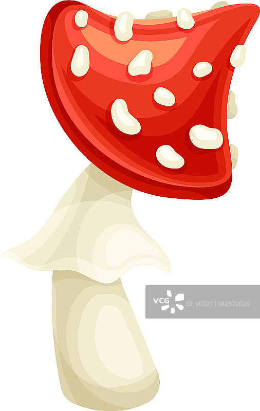 红色有毒的毒蝇伞图片素材