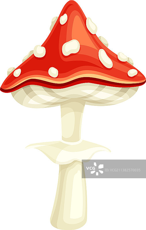 红色毒蝇伞毒蘑菇图片素材