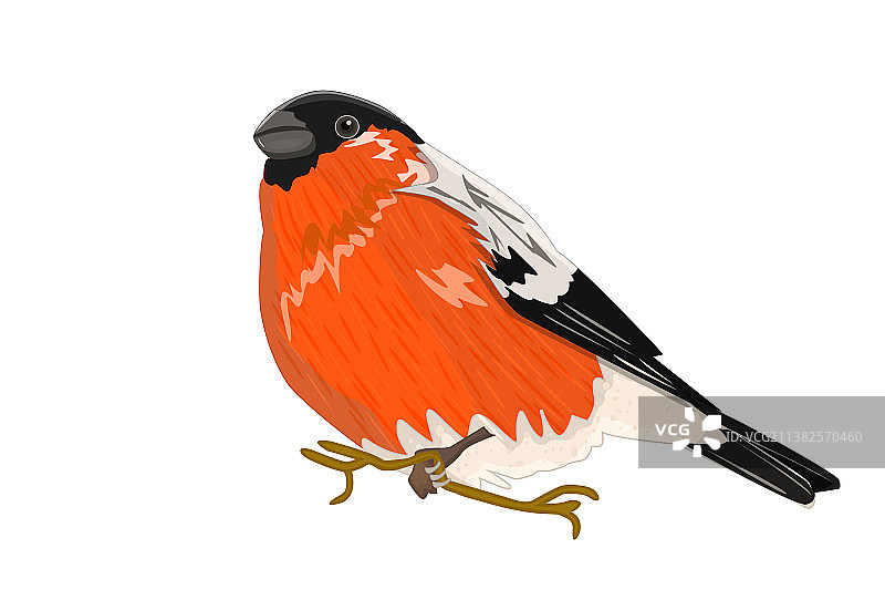 白色背景上的孤立红腹灰雀图片素材