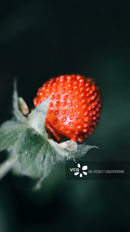 野草莓图片素材