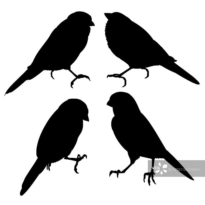 知更鸟小山雀剪影图片素材