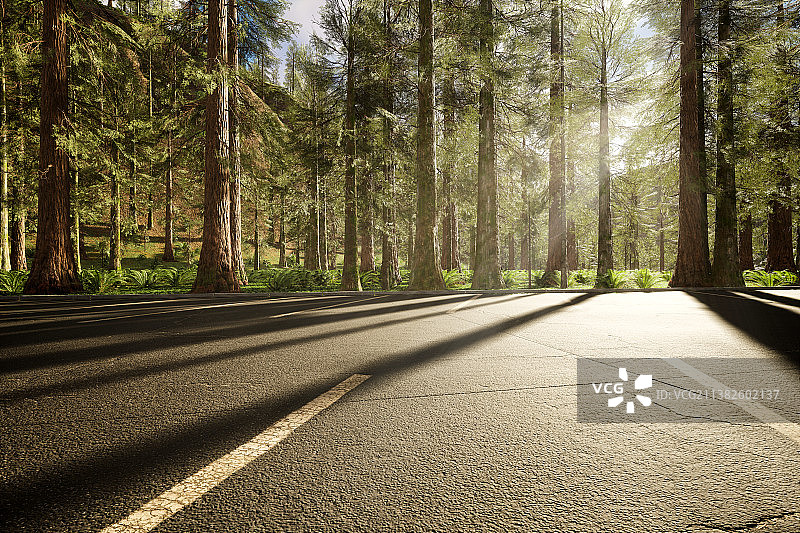 森林，松树，道路，公路，山路图片素材