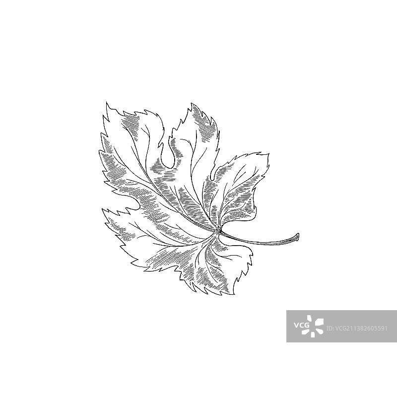 手绘单色葡萄叶藤蔓草图图片素材