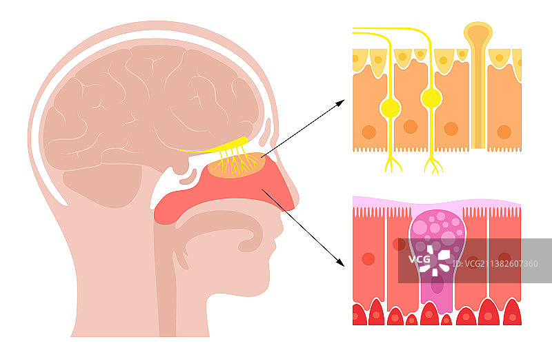 鼻腔解剖结构图片素材