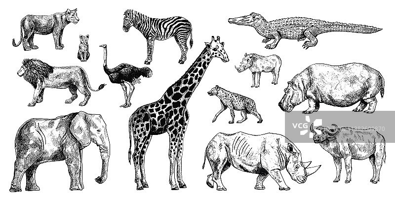 白色背景下的非洲动物图片素材