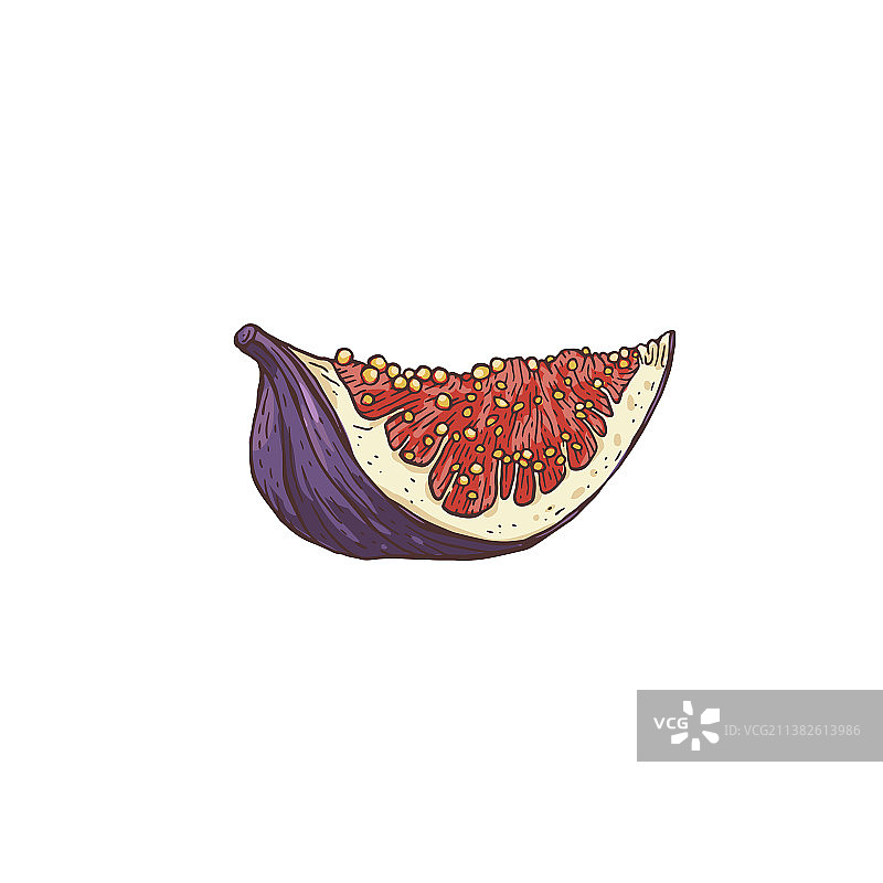 成熟无花果切片素描雕刻图片素材