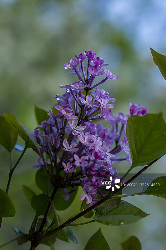 雨后的丁香花图片素材