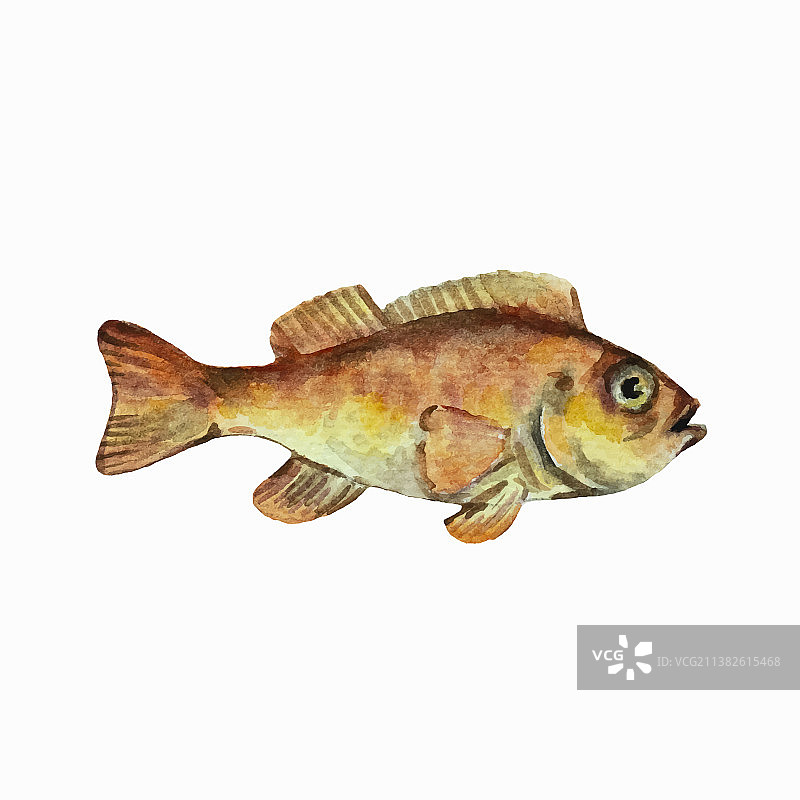 石斑鱼白色背景剪辑图片素材