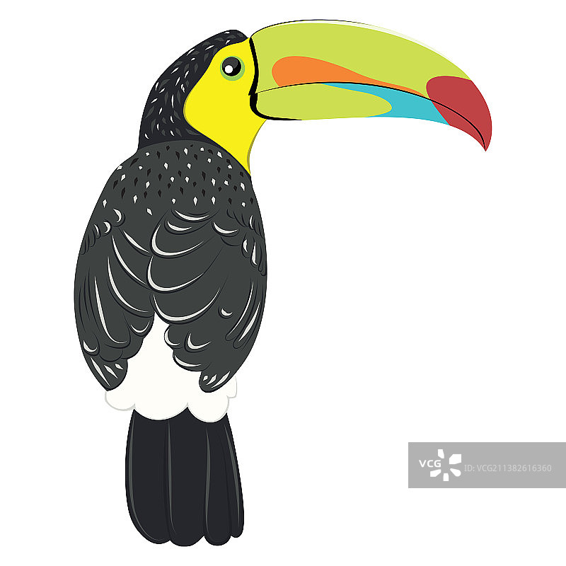 龙骨嘴巨嘴鸟图片素材