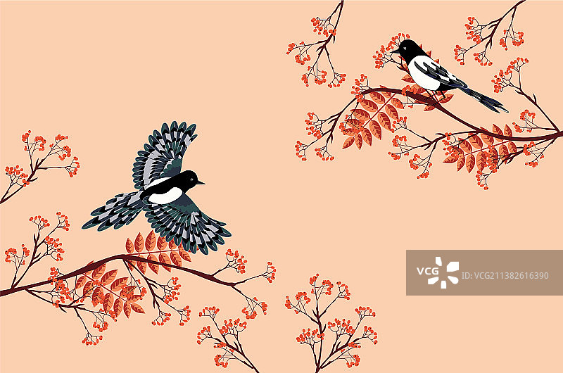 喜鹊和花楸树图片素材