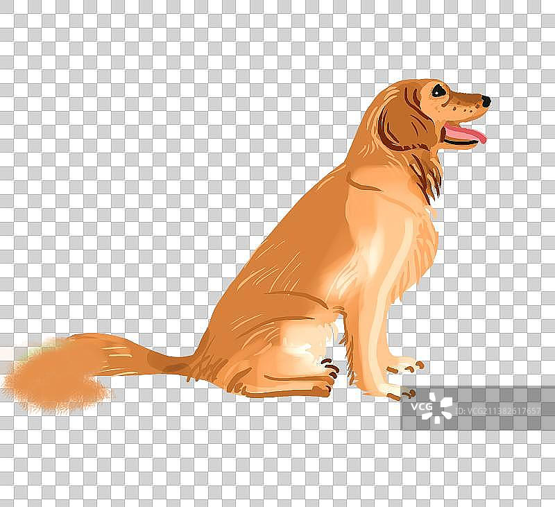 宠物狗图片素材