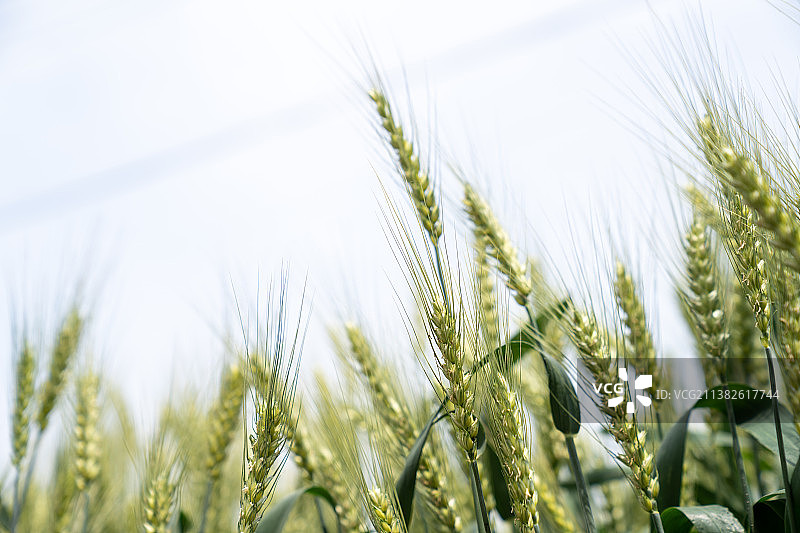 小麦图片素材