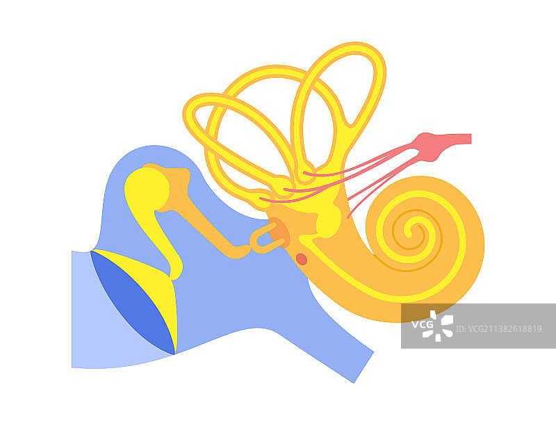 内耳解剖图片素材