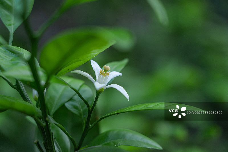 柑橘花图片素材