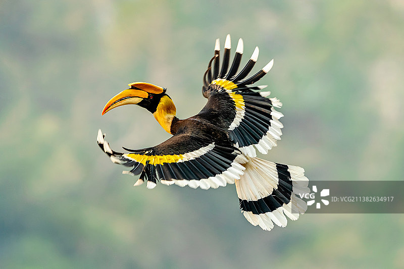 双角犀鸟图片素材