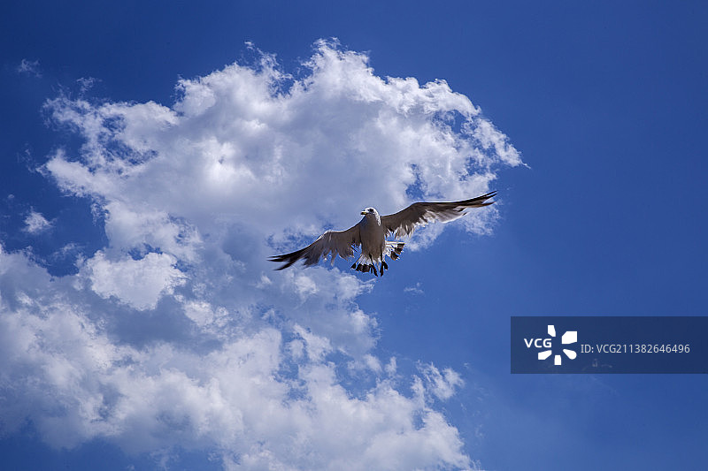 空中飞翔的海鸥图片素材