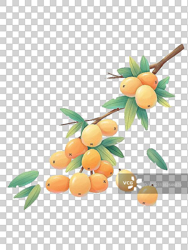 枇杷图片素材