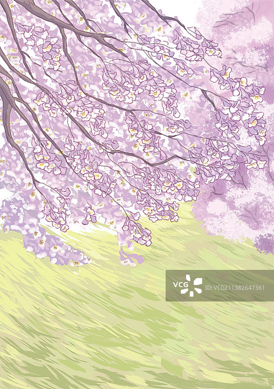 泡桐花开图片素材