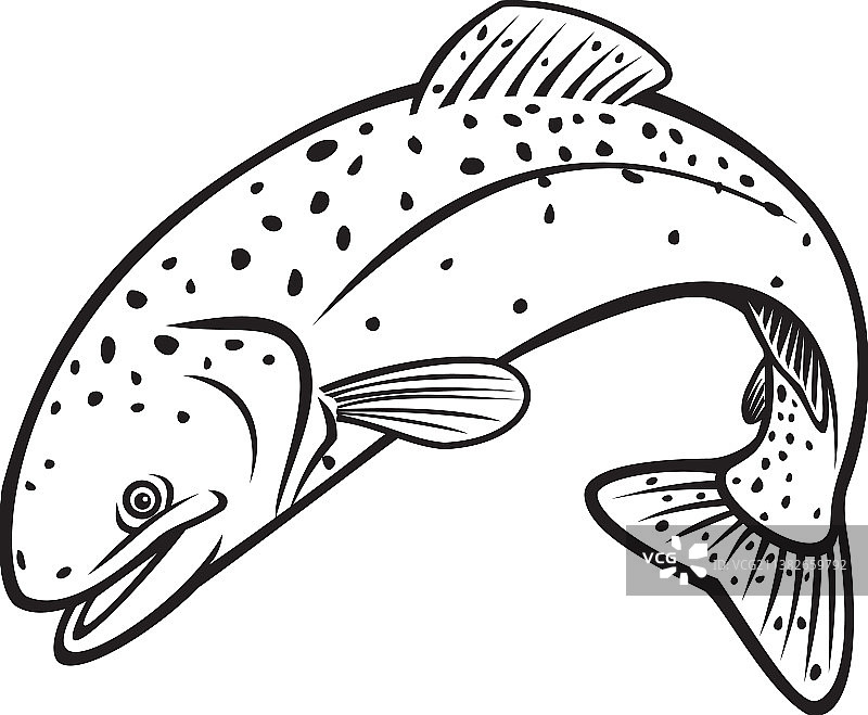 虹鳟鱼或哥伦比亚河红带图片素材