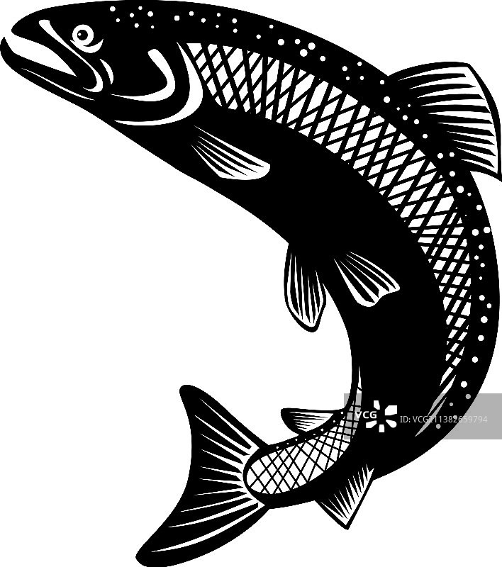 虹鳟鱼图片素材