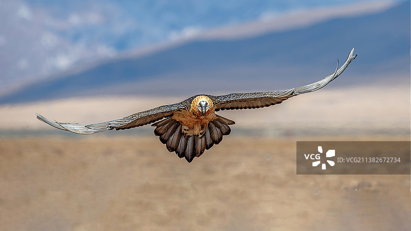 扑面而来的胡兀鹫图片素材