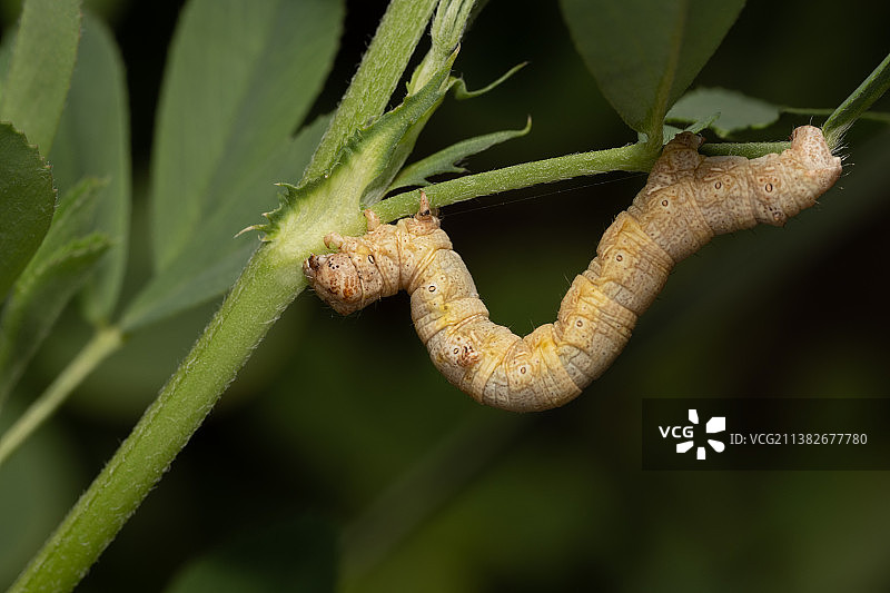 趴在绿色植物上的幼虫图片素材